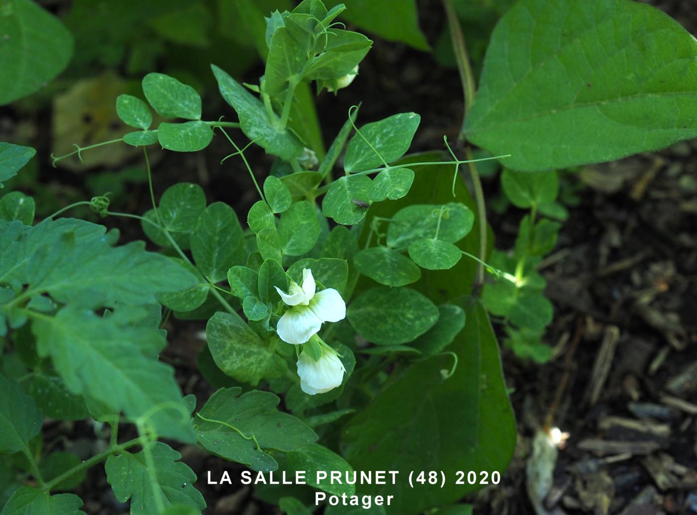 Pea, Cultivated plant